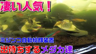 ミジンコ自動給餌装置の実力は凄い！