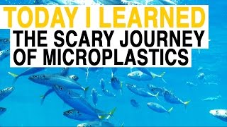 TIL: From Fleece Jackets to Your Food: The Scary Journey of Microplastics | Today I Learned