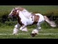Красивые лошади мира / Beautiful horse world