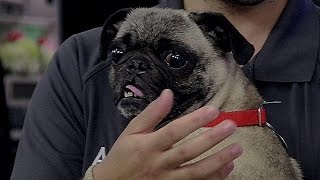 Preparing Your Pet for Natural Disasters