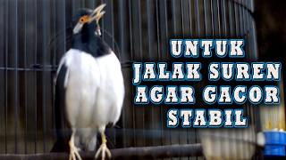 JALAK SUREN  GACOR PASTI JALAK SUREN LAIN BONGKAR ISIAN GACOR STABIL