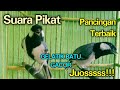 Suara pikat gelatik batu betina GACOR cocok untuk PANCINGAN