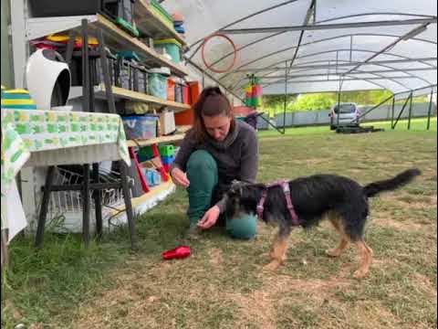 Mi perro tiene miedo al secador - ISED