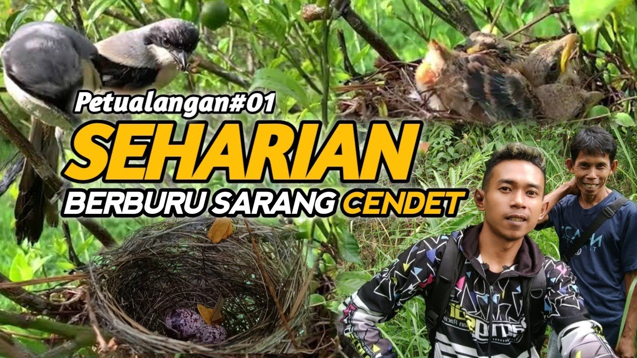 Seharian Berburu Sarang Burung Cendet Di Pegunungan #part1 #berburu #sarang #burung #cendet
