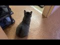 耳で語る仔猫