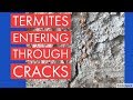 Termites Utilizing Cracks to Enter Structure