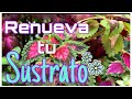 Reutiliza Sustrato 💖/ aliméntalo y dale vida a tus plantas 🌱