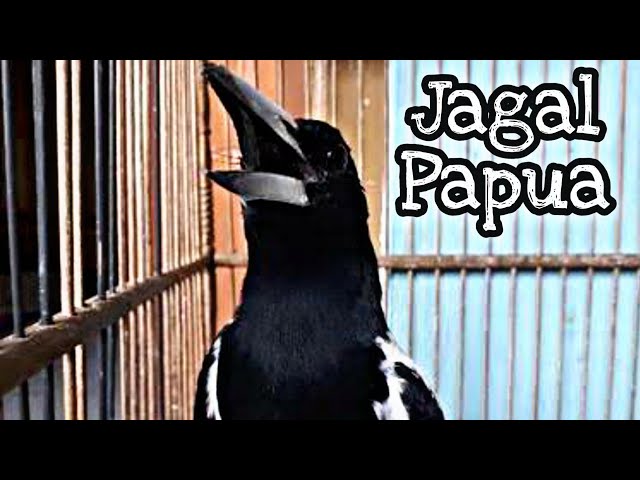 JAGAL PAPUA GACOR SUARA MERDU class=