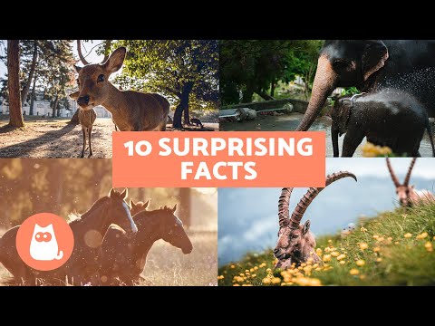 10 SURPRISING FACTS