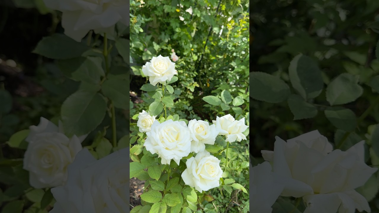 Rose Pope John Paul II reblooming｜玫瑰保罗二世复花#rose #plant