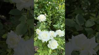 バラ 大苗 断捨離 Pope John Paul Ⅲ Pope John Paul II rose – Huniu Rose