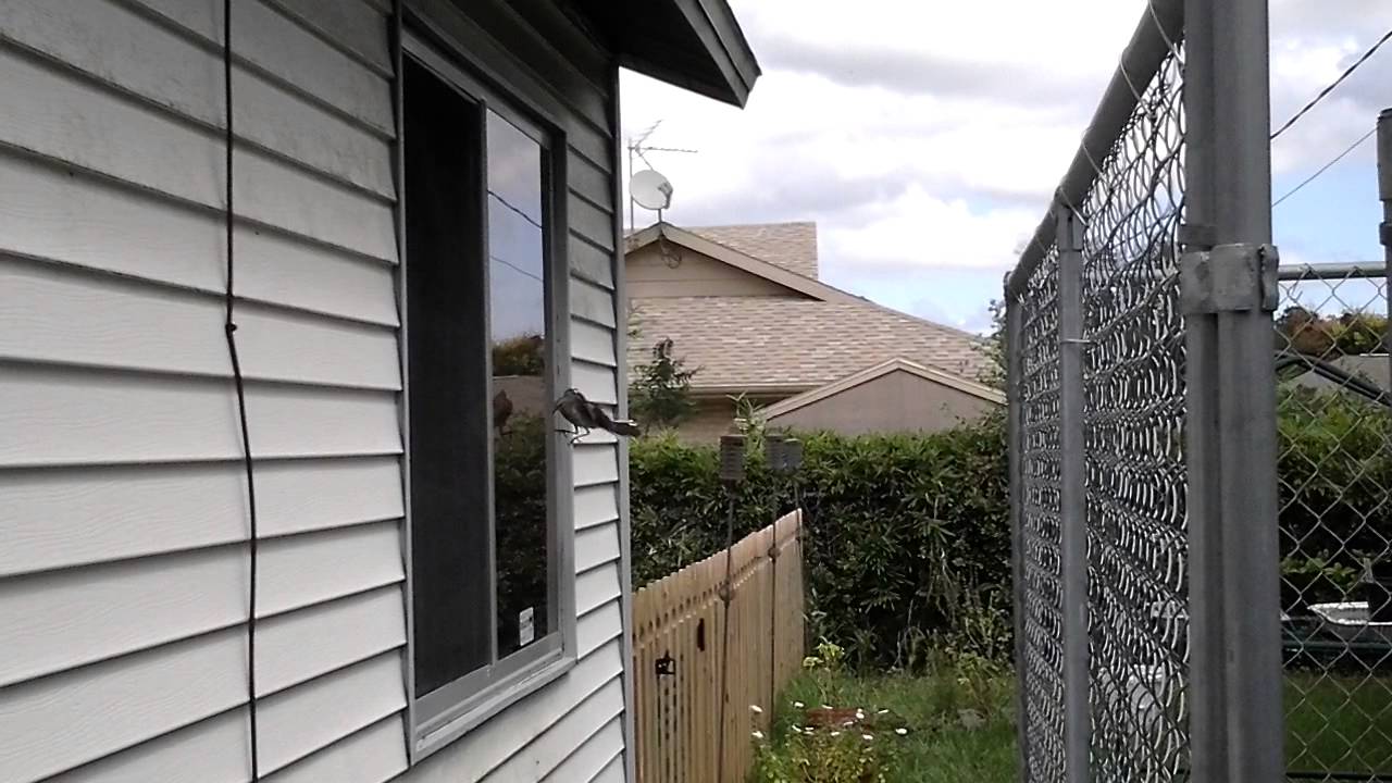 Mocking Window Mocking bird attacks window - YouTube