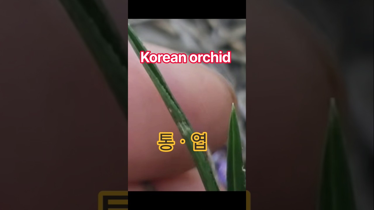 ‼️실시간 산채‼️ 산반단엽밭 통엽 #난초 #란쟁이tv #nature #산행 #shorts #subscribe #koreanorchid #산반 #산행하는가족