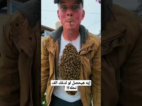 إيه هيحصل لو لدغك الف نحله 