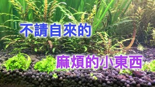 不請自來的東東水草缸中 扁螺又是你啊 遇到螺怎麼辨呢