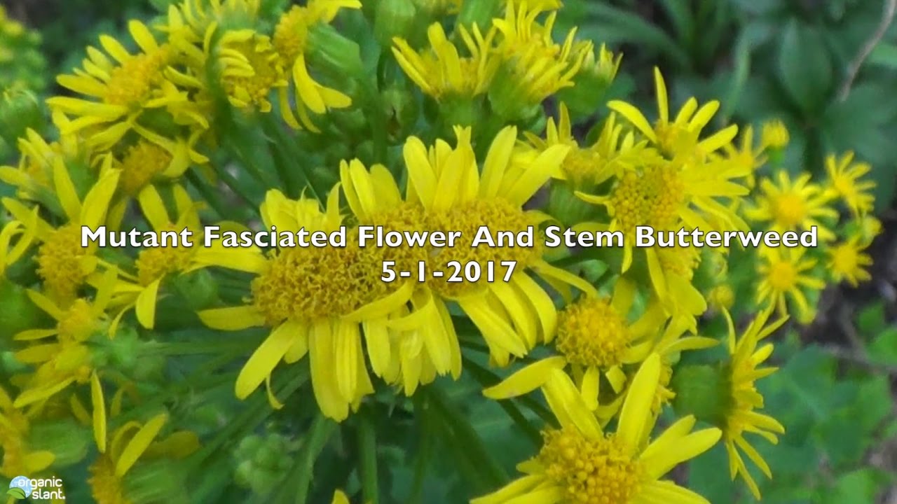 Mutant Fasciated Flower And Stem Butterweed  5-1-2017 | Organic Slant