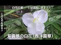 雨のなごり坂 💖💦☘花の名前を覚えましょう 💖🤣💛丘みどり💖☘💦💦