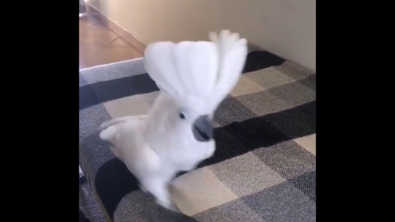 Умные птицы