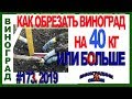 🍇 КАК ОБРЕЗАЕТСЯ КУСТ ВИНОГРАДА ПОСЛЕ 40кг УРОЖАЯ. Обрезка целого куста виноград на плодовое звено.