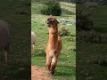 Alpacas and Emu - Blakeview, South Australia