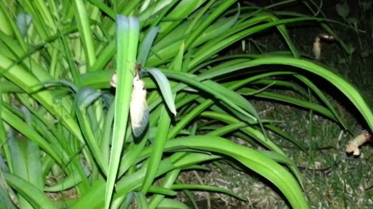 Cicada Emergence 2013 - Teneral Adults (Brood II) in Summit, NJ - May 20th, 2013 - HD