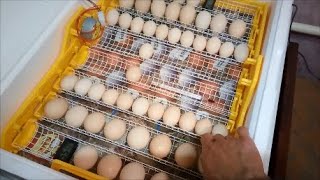 Инкубация 2023. Хранение яиц больше 30 дней. Инкубируем яйца Бентамок вместе с Деревенскими. Теплуша