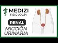 Clase 56 Fisiología Renal - Micción urinaria