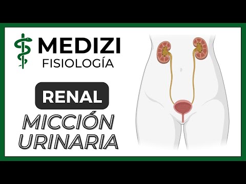 Video: Durante la micción, ¿qué tipo de fibras nerviosas se inhiben?