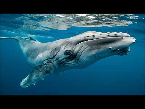 видео: Whale's voice - Киттің дауысы - Голос кита