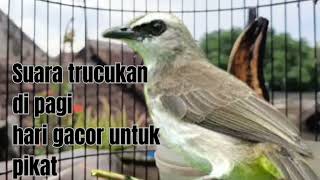 Suara pikat Trucukan Dan Burung kecil untuk pikat harian Medan hutan kebun dan sawah