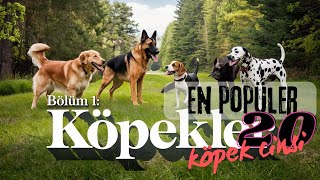 Hayvanlar Hakkında Herşey Köpekler Animal Encyclopedia - En Popüler 20 Köpek Cinsi