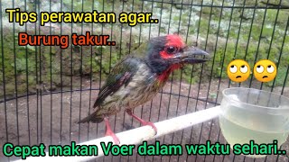 Tips Perawatan Agar Takur Cepat Makan Voer..!!🐦🐦2022