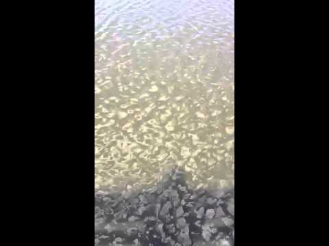 Nature Center Waxasmething - YouTube