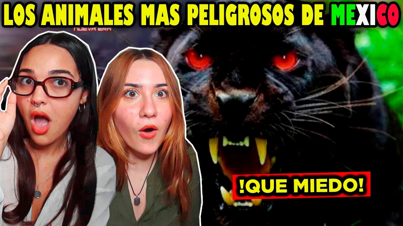 🇨🇺CUBANAS REACCIONAN a LOS 10 ANIMALES MAS PELIGROSOS de 🇲🇽MÉXICO  😮😮😮
