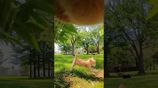 Cats with Cameras! 🐈📷 @insta360 #youtubeshorts #viral #cat #asmr #insta360catcam #insta360petcam