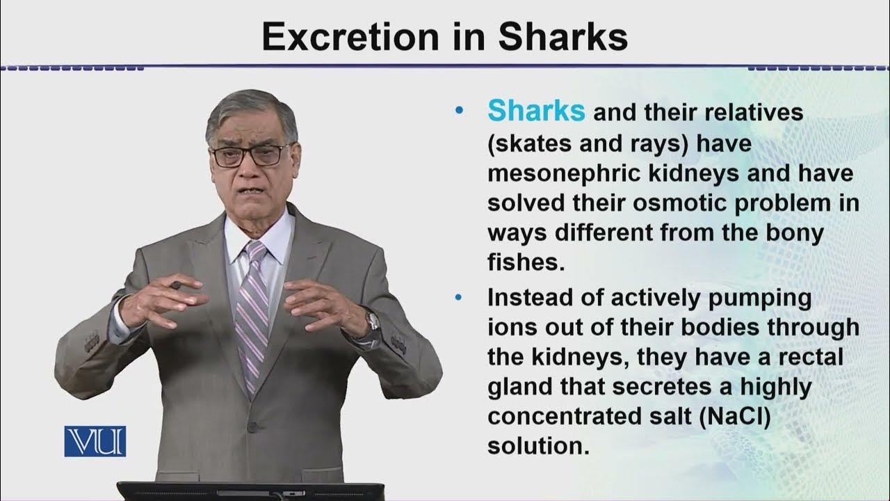 Excretion in Sharks Animal Form & Function 2 (Theory) ZOO517T