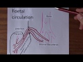 Fetal circulation and changes at birth in 7 minutes