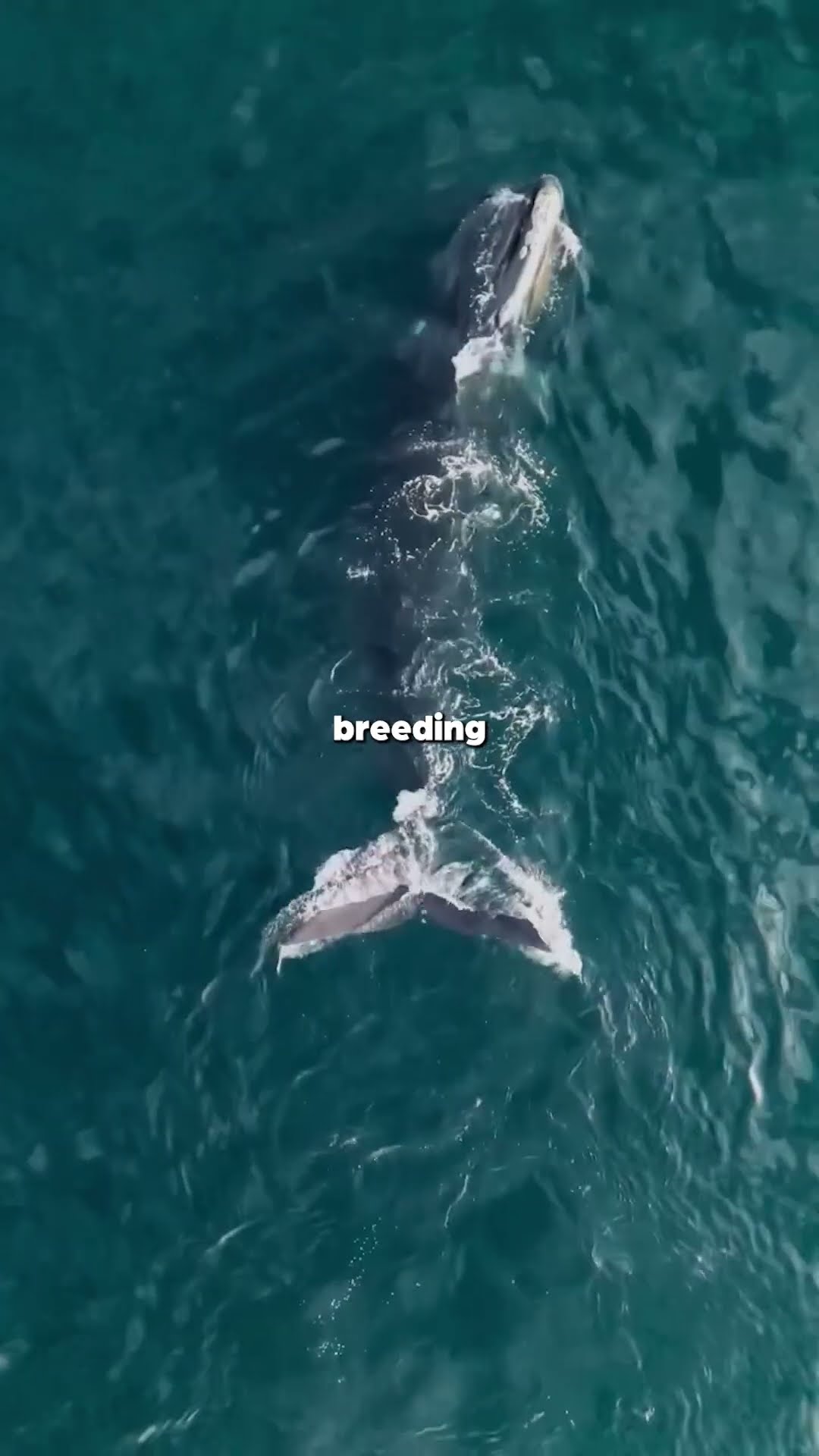 This is the world's most endangered Whale - YouTube