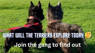 Another exciting day for the Terriers as they head out on Paw Patrol  | Thorpeman | Pets