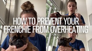 How To Prevent Your French Bulldog from Overheating | Signs + Symptoms by The French Bullvlog 7,051 views 2 years ago 6 minutes, 28 seconds