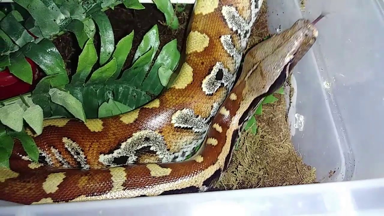 reptile lovers live with 80 snakes Rafiki Being Rafiki