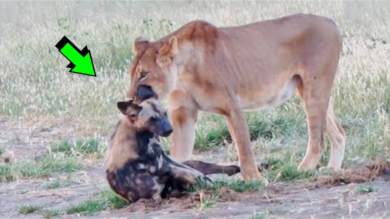 Top 30+ imagen perros salvajes cazando leones