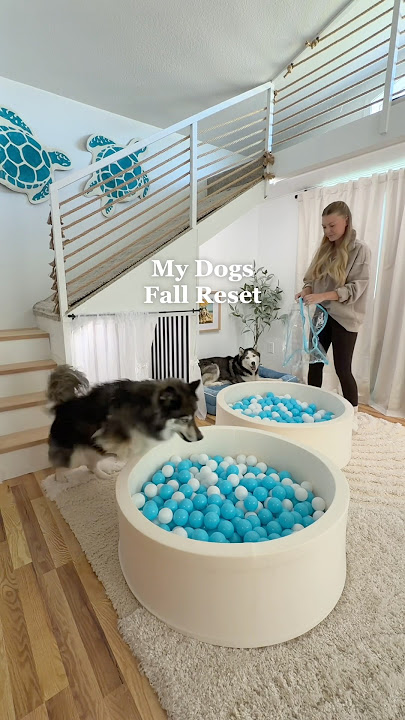 Fall reset on my dogs apartment