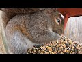 Grey Squirrels, Red Feeders - February 4, 2021