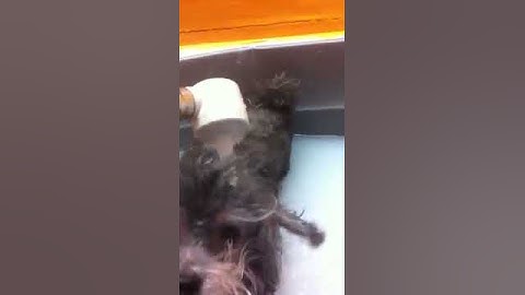 Minicle Micro Bubble by Cocojor