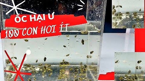 Cách để tiêu diệt ốc hại thủy sinh hiệu quả nhanh gọn lẹ