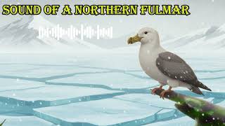 Sound Of A Northern Fulmar What Does A Northern Fulmar Sound