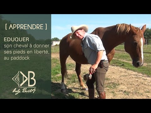[APPRENDRE] Mon cheval donne ses pieds en liberté, au paddock !
