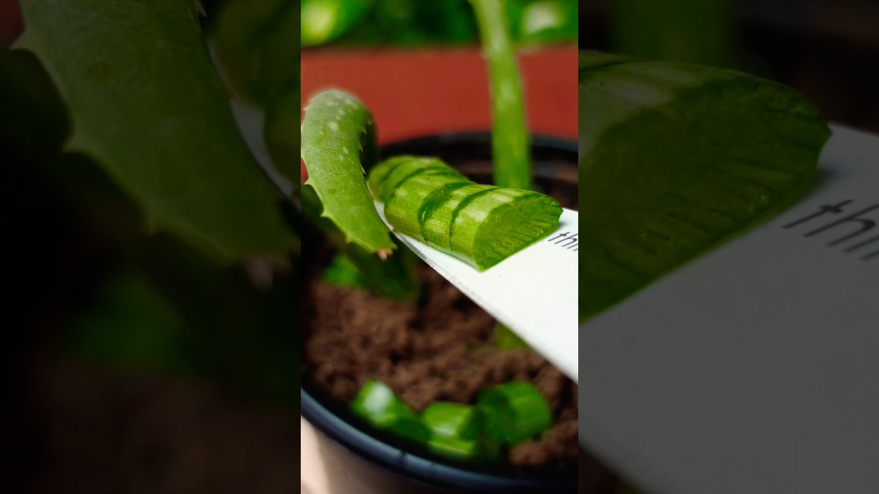 Save Your Dying Aloevera Plant 