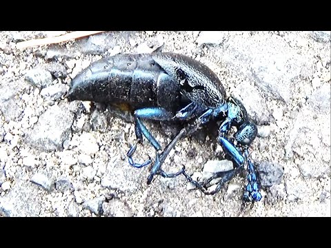 日本で最も珍しい毒虫 Meloe proscarabaeus sapporensis